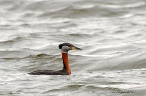 A red-necked grebe swims in the water. – Submitted