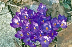 Purple crocuses, the first of many spring blooming flowers that will add color to Carol Lang’s gardens. – Carol Hegel Lang