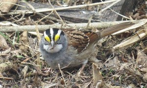 A white-throated sparrow searches for food. – Al Batt/Albert Lea Tribune