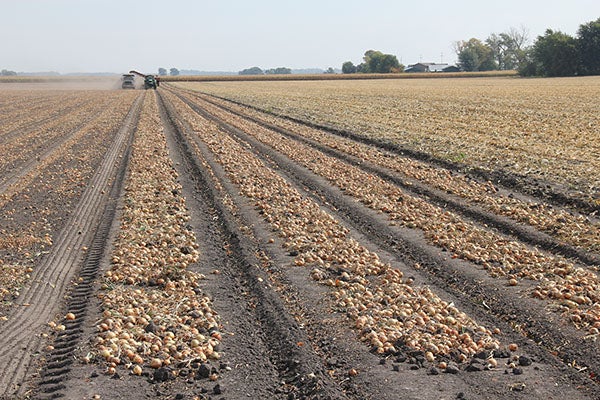 Onions are harvested Sept. 27 south of Hollandale. The  onions are kept in rows until the harvester scoops them up. – Tim Engstrom/Albert Lea Tribune 