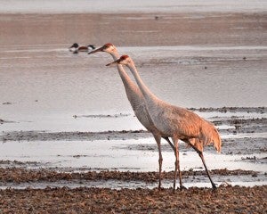 Sandhill cranes walk along the shore. – Al Batt/Albert Lea Tribune