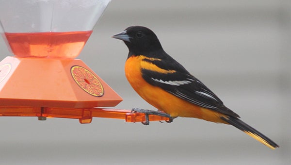 Allison Baseman took this photo of an oriole feeding in her parents' backyard. To enter the weekly photo contest, submit up to two photos with captions that you took by Thursday each week. Send them to colleen.harrison@albertleatribune.com, mail them in or drop off a print at the Tribune office. The winner is printed in the Albert Lea Tribune and AlbertLeaTribune.com each Sunday. If you have questions, call Colleen Harrison at 379-3436. – Provided