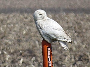 A snowy owl perches on a post. – Al Batt/Albert Lea Tribune