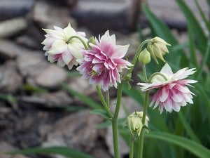 Clementine salmon rose aquilegia, more commonly known as columbine, bloom in one of Lang’s gardens. – Carol Hegel Lang/Albert Lea Tribune