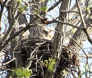 Baby great horned owls sit in a nest. – Al Batt/Albert Lea Tribune