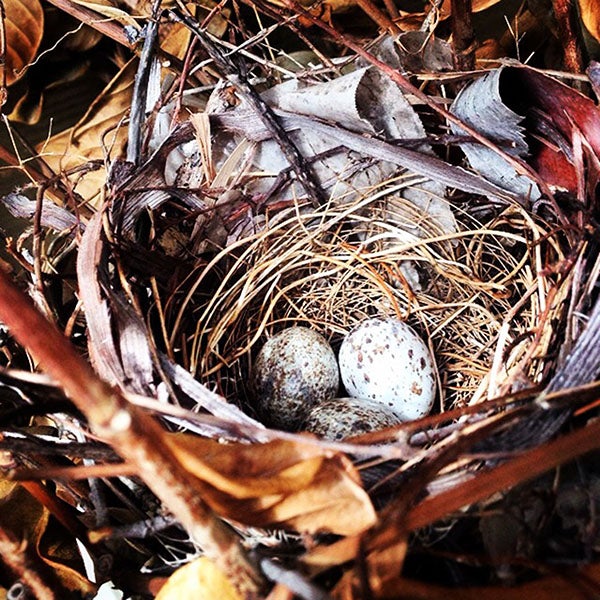 Makenna Friehl took this photo of cardinal eggs and a nest she found in a tree by her deck. To enter the Weekly Photo Contest, submit up to two photos with captions that you took by Thursday each week. Send them to colleen.harrison@albertleatribune.com, mail them in or drop off a print at the Tribune office. The winner is printed in the Albert Lea Tribune and AlbertLeaTribune.com each Sunday. If you have questions, call Colleen Harrison at 379-3436. Provided