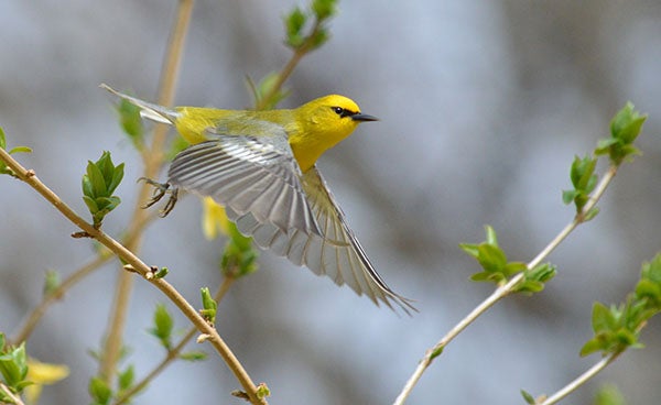 ​Neil Berg took this photo of a blue-winged warbler in his backyard. To enter the Weekly Photo Contest, submit up to two photos with captions that you took by Thursday each week. Send them to colleen.harrison@albertleatribune.com, mail them in or drop off a print at the Tribune office. The winner is printed in the Albert Lea Tribune and AlbertLeaTribune.com each Sunday. If you have questions, call Colleen Harrison at 379-3436. Provided