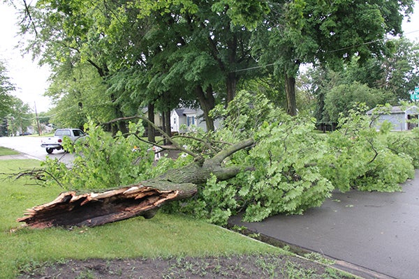 A white pickup turns around after seeing a downed tree in the intersection of S.E. Marshall Street and David Avenue this morning after severe storms passed through the area Monday night. – Sarah Stultz/Albert Lea Tribune