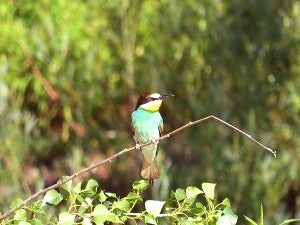 A European bee-eater seen in Hungary perches on a branch. – Al Batt/Albert Lea Tribune