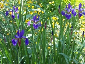 Siberian irises with yellow button flowers in the background bloom in Lang’s late spring gardens. – Carol Hegel Lang/Albert Lea Tribune