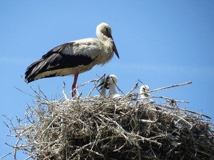 A white stork sits in a nest on a roof in Hungary. – Al Batt/Albert Lea tribune