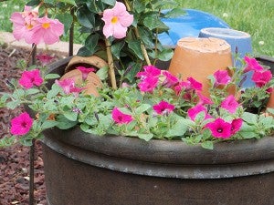 A large container planted with mandevilla and petunias in Lang’s gardens has fallen victim to squirrels ripping out the plants daily. – Carol Hegel Lang/Albert Lea Tribune