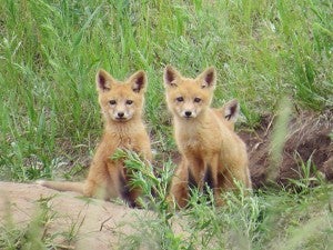 Two red fox kits pause their play time to check out their photographer. – Al Batt/Albert Lea tribune