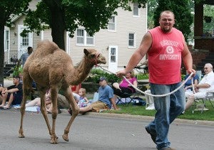 A camel was one of several animals led through the 2011 parade during July Jubilee in Lake Mills. – Jaimyan DaVeiga/Albert Lea Tribune