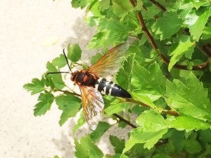 A cicada killer wasp rests on a plant. – Al Batt/Albert Lea tribune