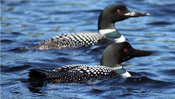 Allison Baseman took this photo of common loons on Fall Lake in Ely. -- Provided