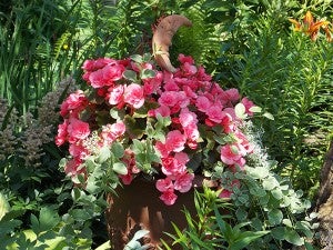 Begonias and ivy in Lang’s oval garden resulted from a broken favorite container and a new planting scheme. – Carol Hegel Lang/Albert Lea Tribune