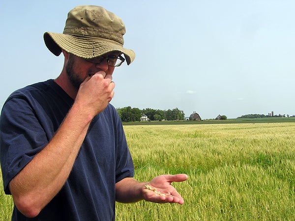 Ryan Batalden tastes a kernel of wheat, which helps him tell whether the wheat’s ready to harvest. – Mark Steil/MPR News