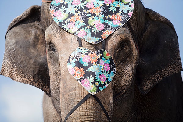 Cora is an Asian elephant with Elephant Encounter, a traveling elephant program based out of Tampa, Fla., that’s currently showing at the Freeborn County Fair. – Colleen Harrison/Albert Lea Tribune