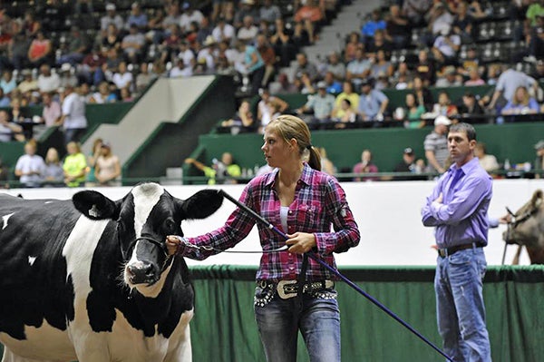 Malory Mattson shows cattle. Mattson also shows pigs and does other projects for the Conger 4-H Club. – Provided