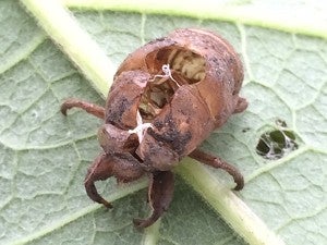 The exoskeleton of a cicada sits on a leaf. – Al Batt/Albert Lea Tribune