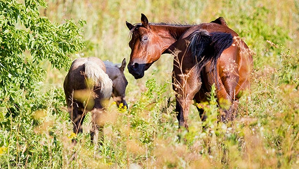 A horse and a foal graze in a pasture Thursday off of Highway 69 in Worth County near the Iowa border. – Colleen Harrison/Albert Lea Tribune