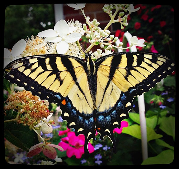 Kathy Sheehan took this photo of a swallowtail butterfly enjoying some of the flowers in her yard. To enter the Weekly Photo Contest, submit up to two photos with captions that you took by Thursday each week. Send them to colleen.harrison@albertleatribune.com, mail them in or drop off a print at the Tribune office. The winner is printed in the Albert Lea Tribune and AlbertLeaTribune.com each Sunday. If you have questions, call Colleen Harrison at 379-3436. Provided