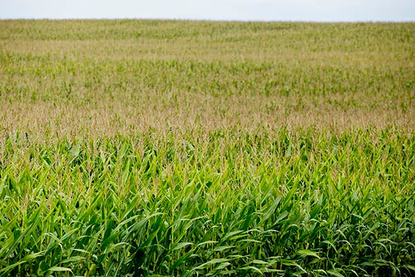 Fields full of corn can be seen off of Minnesota Highway 13 in Manchester. – Colleen Harrison/Albert Lea Tribune