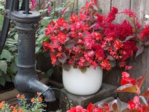 Begonias and celosia will add color in the gardens until a frost if kept watered and fertilized. – Carol Hegel Lang/Albert Lea Tribune