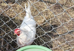 The chickens were right next to the gardens at Harmony Park. Sarah Stultz/Albert Lea Tribune