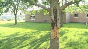 A tree at Roosevelt Elementary School in Mason City likely will die as a result of stripped bark. – Image courtesy KIMT