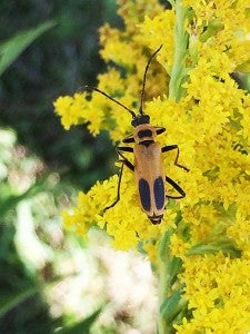A goldenrod soldier beetle rests on a flowering bush. – Al Batt/Albert Lea tribune