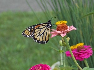 A monarch butterfly sips nectar from a pink zinnia in one of Lang’s gardens. – Carol Hegel Lang/Albert Lea Tribune
