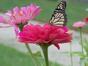 A monarch butterfly sips nectar on a zinnia. – Carol Hegel Lang/Albert Lea Tribune