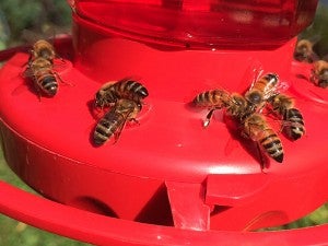 Honeybees congregate at a hummingbird feeder. – Al Batt/Albert Lea tribune