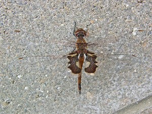 A photo of a black saddlebags dragonfly by John Eisterhold of Austin. – Provided