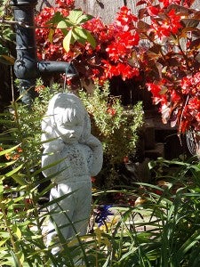 Red begonias bloom proudly in October with Miss Polly standing looking at the gardens. – Carol Hegel Lang/Albert Lea Tribune