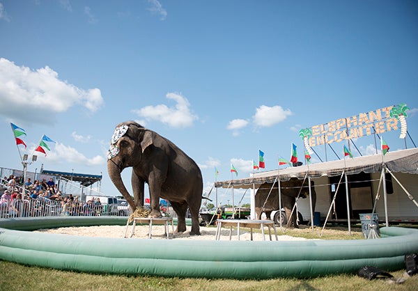 Cora introduces herself to the crowd while Shannon shades herself under an awning before the start of the Elephant Encounter program at the Freeborn County Fair. — Colleen Harrison/Albert Lea Tribune