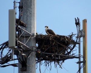 A photo of an osprey resting in its nest by Glenn and Karen Ausen of Hartland. – Provided