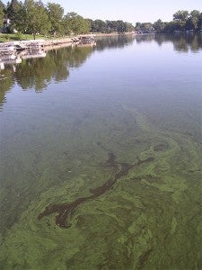 Fountain Lake most summers turns green from algae, like this photo from the summer of 2006. — Tim Engstrom/Albert Lea Tribune