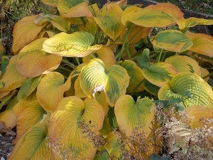 Colorful foliage on hostas in Lang’s fall garden. She said this particular hosta is a blue one which is very drab during the summer but the fall color is gorgeous. – Carol Hegel Lang/Albert Lea Tribune