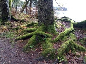 Moss-covered tree toes. – Al Batt/Albert Lea tribune