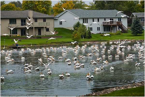 Jim Wendel took this photo of pelicans entitled “Eating Good In The Neighborhood” in September along Greenwood Drive in Albert Lea. To enter the weekly photo contest, submit up to two photos with captions that you took by Thursday each week. Send them to colleen.harrison@albertleatribune.com, mail them in or drop off a print at the Tribune office. The winner is printed in the Albert Lea Tribune and AlbertLeaTribune.com each Sunday. If you have questions, call Colleen Harrison at 379-3436. — Provided