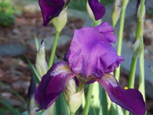 A purple bearded iris. The color purple is symbolic of wisdom and compliments. The royal color, purple, stands for dignity, pride and success. – Carol Hegel Lang/Albert Lea Tribune