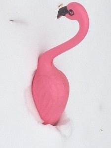 If a flamingo misses its flight out of Minnesota, it needs stilts. – Al Batt/Albert Lea tribune