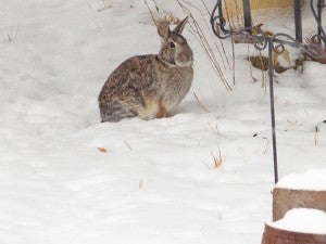 Just one of the many winter visitors to the gardens, this rabbit was looking for something to eat. – Carol Hegel Lang/Albert Lea Tribune