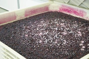 Some of Three Oak Wines grapes were fermented from frozen. These grapes are fermented with the skins on to keep the red color. – Hannah Dillon/Albert Lea Tribune