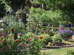 Different layers in the garden bring the height down of the tall pine trees that dominate this garden area. – Carol Hegel Lang/Albert Lea Tribune