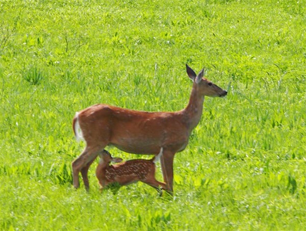 Greg Morfitt took this photo in June of a doe and her fawn at Myre-Big Island State Park. To enter the weekly photo contest, submit up to two photos with captions that you took by Thursday each week. Send them to colleen.harrison@albertleatribune.com, mail them in or drop off a print at the Tribune office. The winner is printed in the Albert Lea Tribune and AlbertLeaTribune.com each Sunday. If you have questions, call Colleen Harrison at 379-3436. — Provided