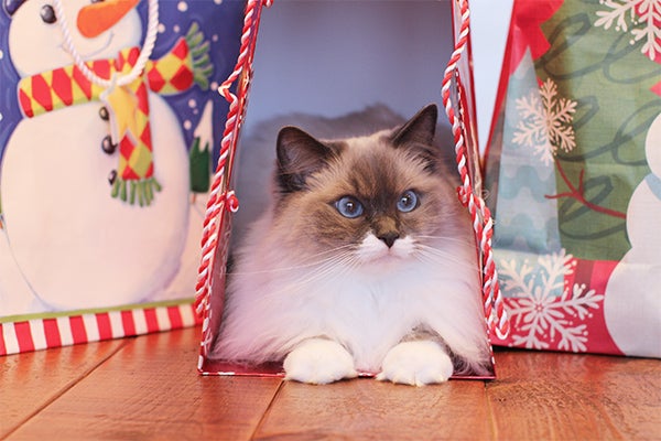 Peggy Bennett took this photo of her 2-year-old Ragdoll cat, Kelchi, who decided to give her a little help wrapping Christmas presents this week. To enter the weekly photo contest, submit up to two photos with captions that you took by Thursday each week. Send them to colleen.harrison@albertleatribune.com, mail them in or drop off a print at the Tribune office. The winner is printed in the Albert Lea Tribune and AlbertLeaTribune.com each Sunday. If you have questions, call Colleen Harrison at 379-3436. — Provided